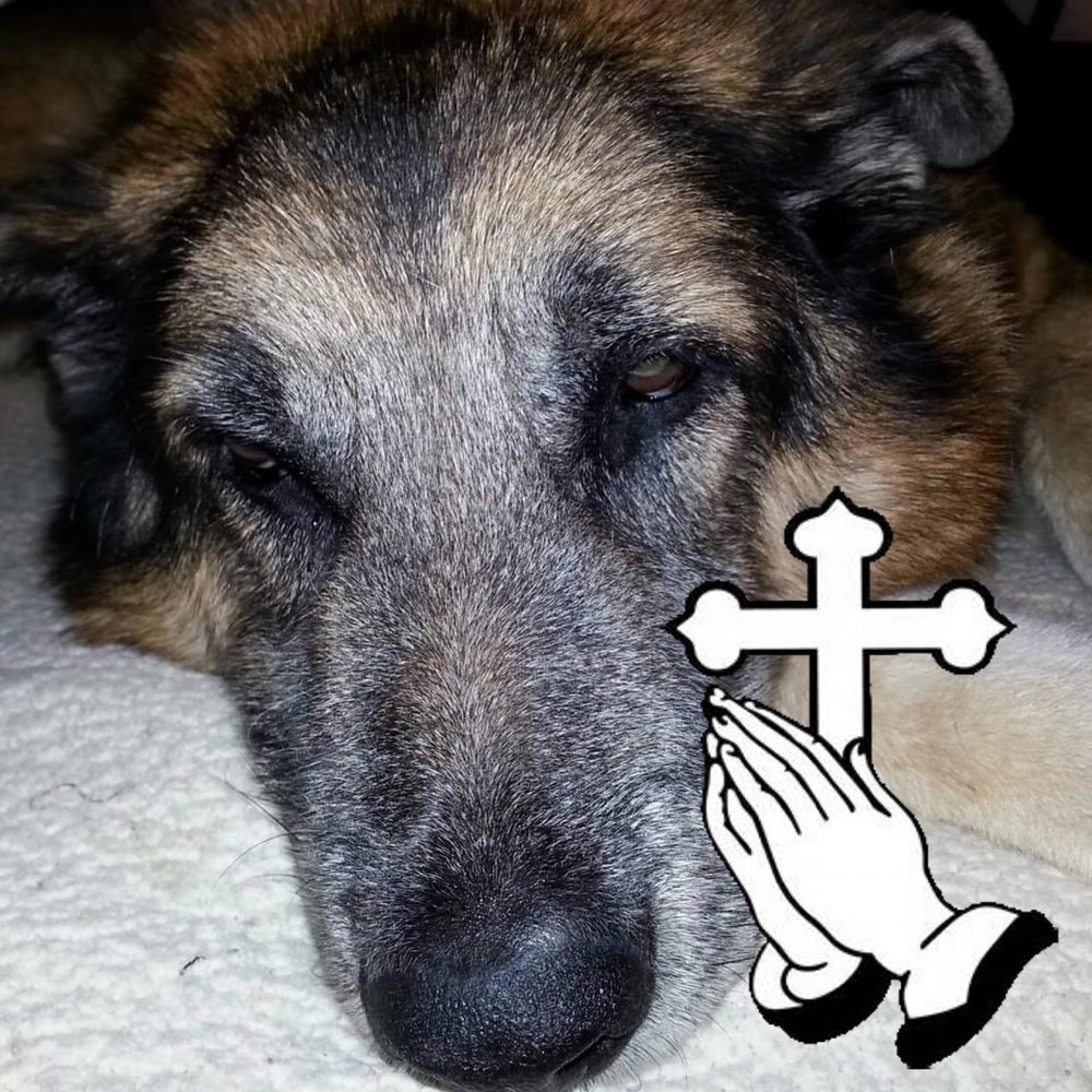 Meet your Posher, Trudy
